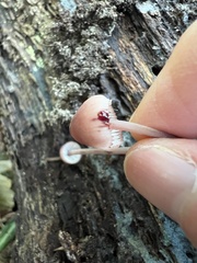 Mycena sanguinolenta