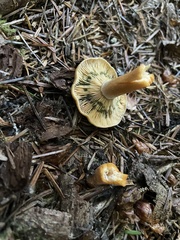Lactarius aurantiosordidus