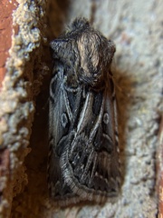 Agrotis gladiaria