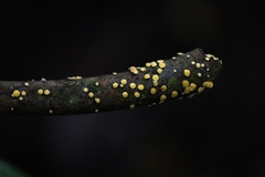 Lachnellula