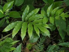 Leptochilus ellipticus
