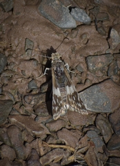 Heliopetes domicella