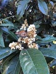 Danaus erippus