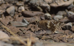 Heliopetes domicella
