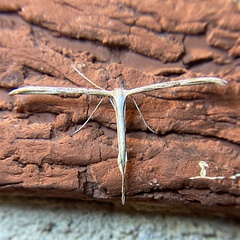 Emmelina monodactyla