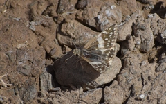 Heliopetes domicella