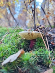 Xerocomellus mendocinensis