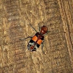 Enoclerus ichneumoneus