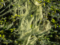 Usnea longissima