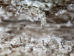 Chaenotheca brunneola