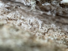 Chaenotheca brunneola