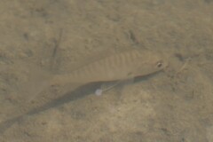Leiostomus xanthurus