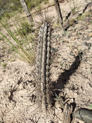 Cereus aethiops