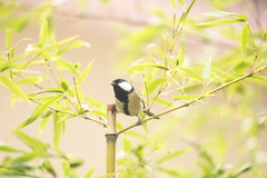 Parus minor