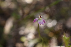Caladenia pusilla