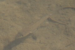 Leiostomus xanthurus