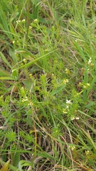 Asperula conferta