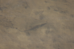 Leiostomus xanthurus