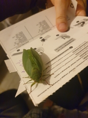 Cystosoma saundersii