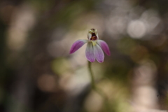 Caladenia pusilla