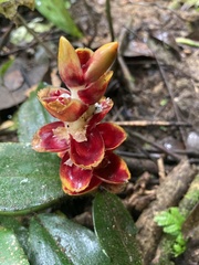 Costaceae