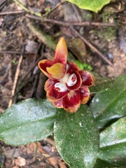 Costaceae