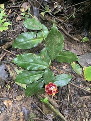 Costaceae