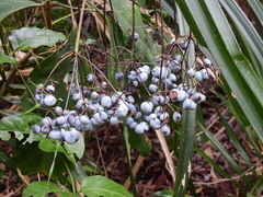 Mackinlaya confusa