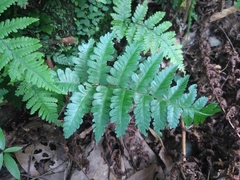 Diplazium viridissimum