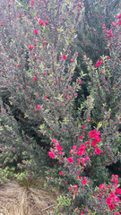 Leptospermum scoparium