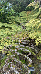 Cyathea dealbata