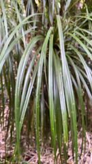 Freycinetia banksii