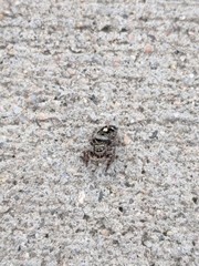 Phidippus audax