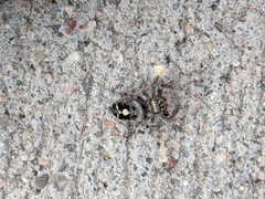 Phidippus audax