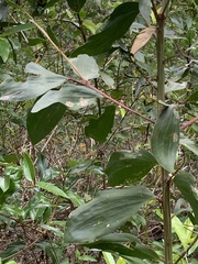 Acacia leiocalyx
