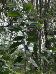 Acacia leiocalyx