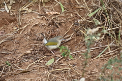 Camaroptera brachyura