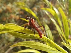 Therevidae