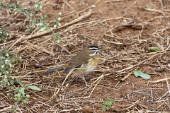 Cercotrichas quadrivirgata