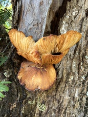 Omphalotus subilludens