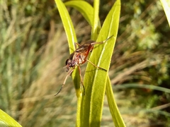Therevidae