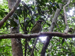 Ailuroedus maculosus