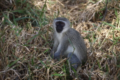 Chlorocebus pygerythrus pygerythrus