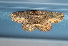 Paradromulia ambigua