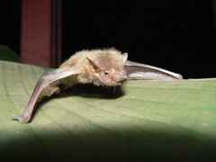 Pseudoromicia rendalli