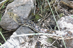 Pituophis catenifer affinis