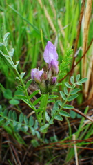 Astragalus agrestis