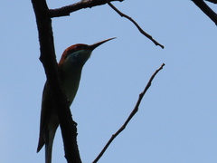 Merops viridis