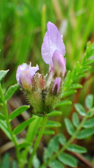 Astragalus agrestis