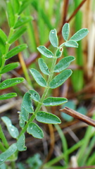 Astragalus agrestis
